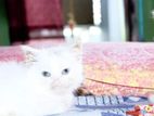 pure Persian white female kittens