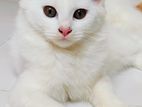 Pure Persian White Kitten