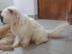 Pure persian..age 1 bosor,,,colour white