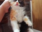 pure persian.age - 2 months..potty trained..very playful..