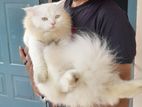 pure persian(male)