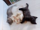 Pure Persians Mother and kitten