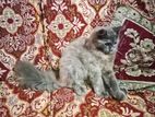 Pure persioncat caliko colour(long coat)female