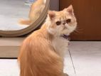 Pure Persiyan Exotic Male Cat