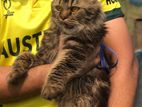 Pure Tabby Big size Persian