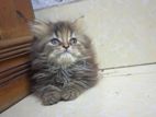 Pure Tabby Female Kitten