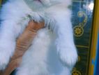 pure tradition persian cat