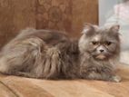 pure traditional Persian cat