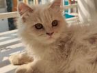 Pure Traditional Persian Cat