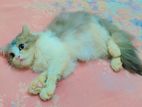 Pure Traditional Persian Female Kitten Sell