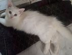 Pure Traditional Persian (Female) will sell