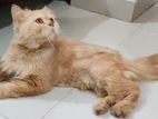 Pure Traditional Persian For Sell