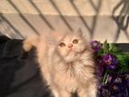 Pure Traditional Persian Kitten