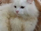 pure Turkish angora Persian adult female cat