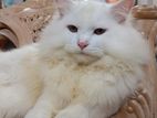 Pure Turkish Persian Adult Female Cat