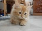 Pure Turkish Persian male kitten