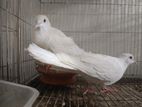 Pure White adult (silky Australian laughing dove)