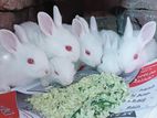 PURE WHITE BABY RABBITS / পিওর সাদা খরগোশ এর বাচ্চা