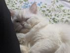 Pure White Female Persian 11months