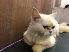 Pure white Persian cat