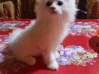 Pure White Persian Kittens for Sale | 2 Months Old