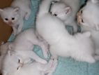 Pure white Persian kittens