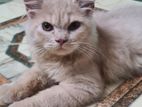 Purebred Parsian Kitten