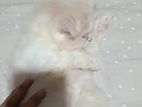 Purebred Persian Cat Babies For Sale