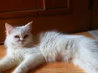 Purebred Persian