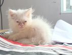 Purebreed persian cat