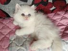 Purest Persian Long Tripple Coat Male Female