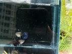 Purple Dragon Guppy বিক্রি হবে