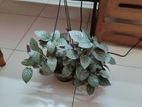 Purple Passion/Velvet Plant