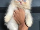 purshian cat blue eyes