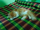 Persian Cat sell
