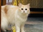 pursian cat for sale
