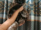 Pursian Cat