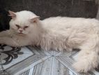 Pursian cat male