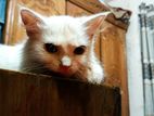Pursian Cat Sell Dewa Hobe