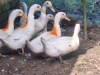 পুরুষ বেইজিং হাঁস বিক্রি অথবা হাত বদল করা যাবে