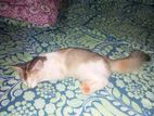 Pussy Cat