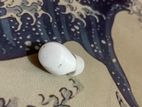 Qcy Ht07 (white) Right Ear Bud