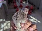 Quail কোয়েল পুরুষ