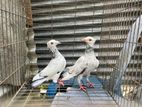 Quality Full Pigeons