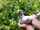 quality Full pigeons For Sell