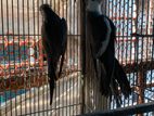 Qualityfull cokatal bird sell