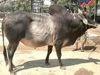 Qurbani cattle for sale LW-520 KG