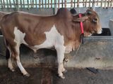 Qurbani Cattle for sale No- 18