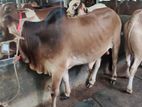 Qurbani Cattle for sale No- 19