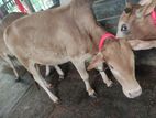 Qurbani Cattle for sale No- 20